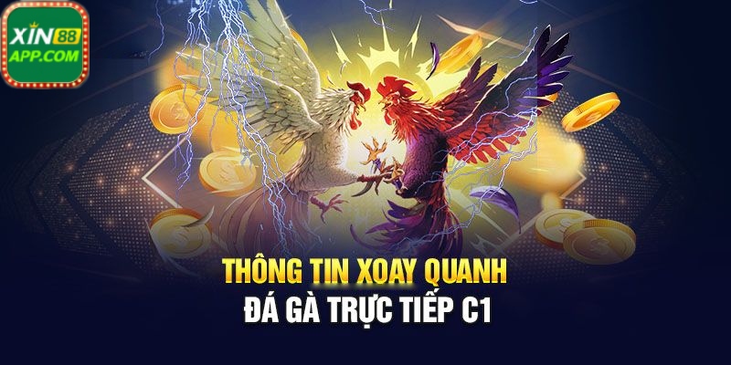 Giới thiệu trực tiếp đá gà c1 tại sảnh đá gà Xin88