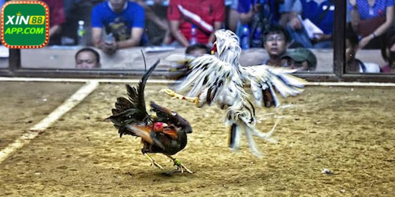 Trực tiếp đá gà c1